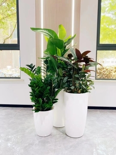 宁波杭州湾花木出租公司，满足您对花卉的多样需求